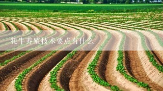 牦牛养殖技术要点有什么