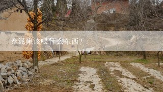 养泥鳅该喂什么东西？