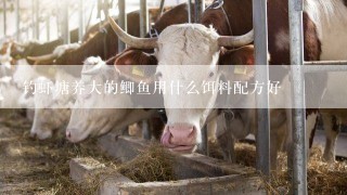 钓虾塘养大的鲫鱼用什么饵料配方好