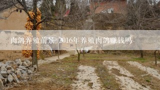 肉鸽养殖前景 2016年养殖肉鸽赚钱吗