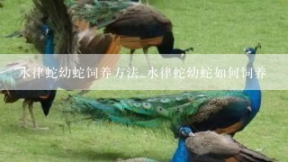 水律蛇幼蛇饲养方法_水律蛇幼蛇如何饲养