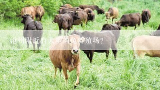 沧州附近有大型肉兔养殖场？