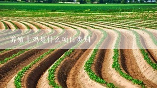 养殖土鸡是什么项目类别