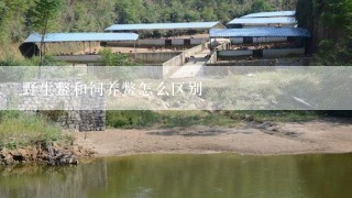 野生鳖和饲养鳖怎么区别