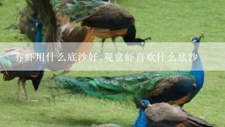 养虾用什么底沙好,观赏虾喜欢什么底沙