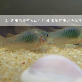 泥鳅的养殖方法和利润 养殖泥鳅方法和利润