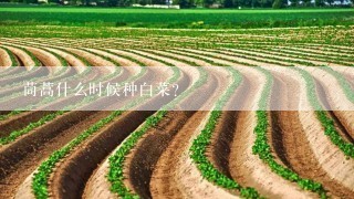 茼蒿什么时候种白菜？