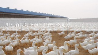 野生竹鼠每个季节都在什么地方