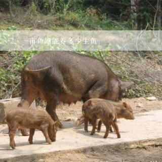 一亩鱼塘能养多少生鱼