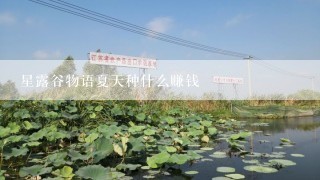 星露谷物语夏天种什么赚钱