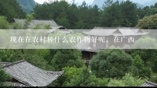 现在在农村种什么农作物好呢，在广西