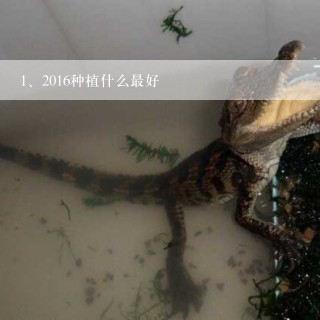 2016种植什么最好