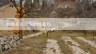 杜鹃花在山东能地栽吗