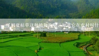 了解夏枯草这种植物的啊，知道它在农村叫什么名字吗