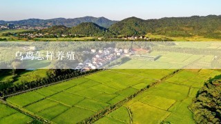 乌鸡怎样养殖