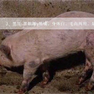 黑耳,黑眼圈,黑嘴，身体白，毛肉两用，是什么羊品种