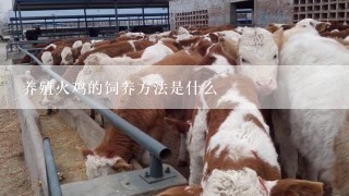 养殖火鸡的饲养方法是什么