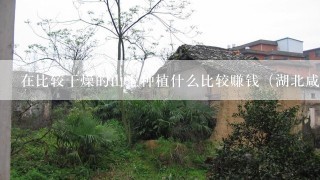 在比较干燥的山上种植什么比较赚钱（湖北咸宁地区）求助各位牛人！感激啊感激！