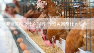 养殖黄鳝吃什么饲料 养殖黄鳝吃什么东西