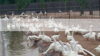 请问稻田养殖黄鳝要怎么养