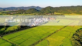 野生泥鳅与养殖泥鳅区别