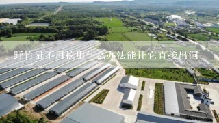 野竹鼠不用挖用什么办法能让它直接出洞