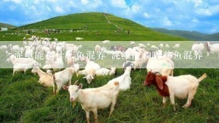 泥鳅能和什么鱼混养 泥鳅能和哪些鱼混养