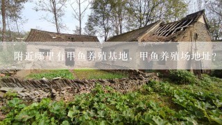 附近哪里有甲鱼养殖基地，甲鱼养殖场地址？