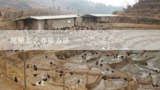 泥鳅怎么养殖方法