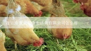 连云港灌云县康宏活禽有限公司怎么样