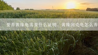 要养黄缘龟需要什么证明，黄缘闭壳龟怎么养