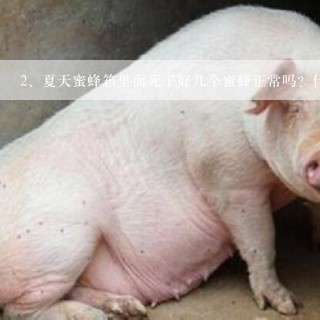 夏天蜜蜂箱里面死了好几个蜜蜂正常吗？什么原因？