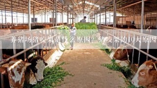 养猪场猪咬架是什么原因？猪咬架的10大原因解析