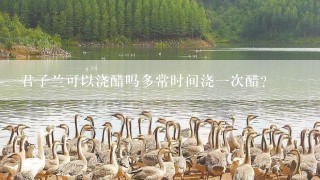 君子兰可以浇醋吗多常时间浇一次醋？