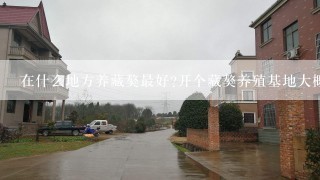 在什么地方养藏獒最好?开个藏獒养殖基地大概要多少钱?