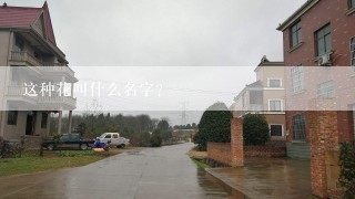 这种花叫什么名字？