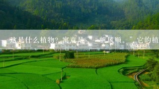 这是什么植物？寓意是“一帆风顺。”它的植物名字叫啥？