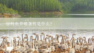 银鳕鱼养殖条件是什么？