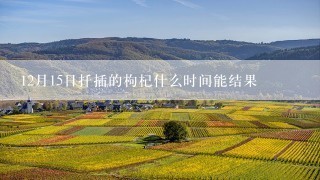 12月15日扦插的枸杞什么时间能结果