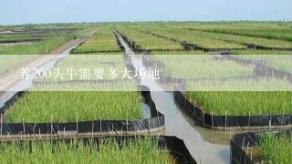 养200头牛需要多大场地