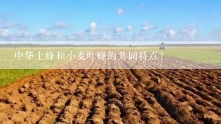 中华土蜂和小麦叶蜂的共同特点？