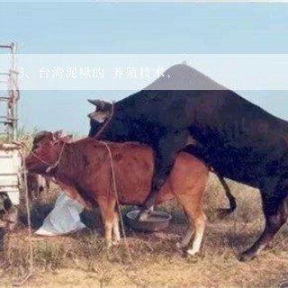 台湾泥鳅的 养殖技术，