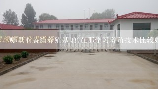 哪里有黄鳝养殖基地?在那学习养殖技术比较好?