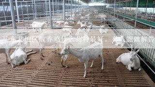 东北地区散养鸡什么品种最好，有人能做解答么？十分感谢