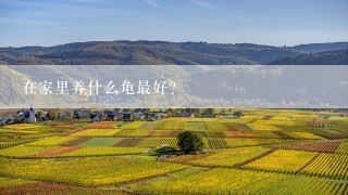 在家里养什么龟最好？