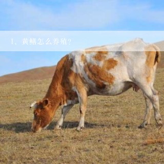 黄鳝怎么养殖?