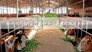 循环水养鱼1立方水养多少鱼水泥池流水循环6个立方水能蒂多少斤成品鱼