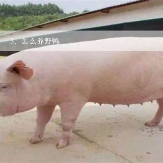 怎么养野鸭