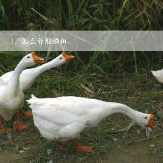 怎么养细鳞鱼