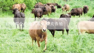 红河那个小地名有大型犬养殖